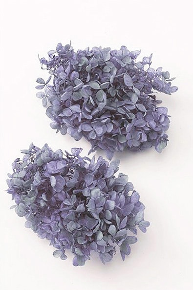 大地農園 ピラミッドアジサイ・ヘッド(グラデーションカラー) ブルー