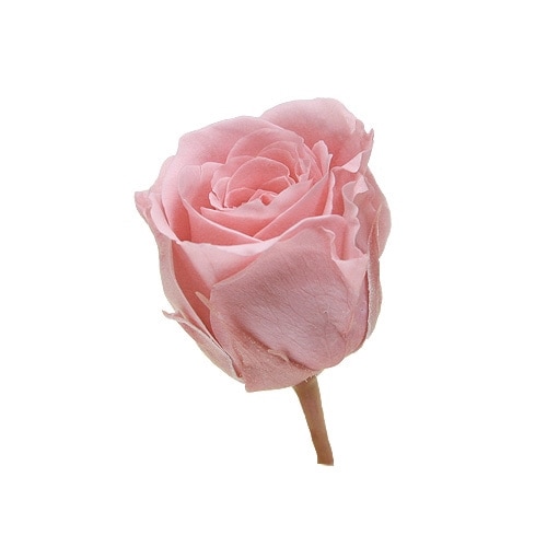 �������� �ӥӥ���(24) �Х˥�ԥ�