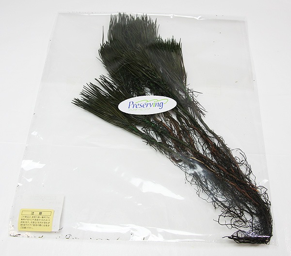 ��Outlet��ON �������������꡼��