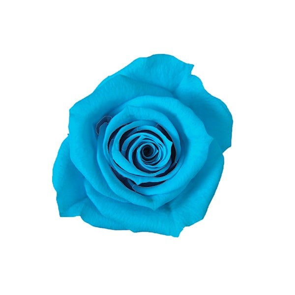 Florever ���ץ졼������(8) ����ӥ���֥롼