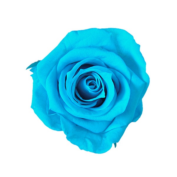 Florever メディアナローズ 8 カリビアンブルー プリザーブドフラワー花材 フロールエバー ローズ メディアナローズ アニーズ