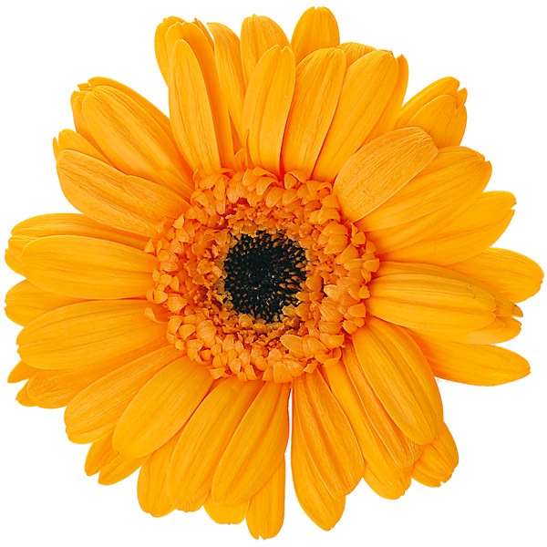 一輪売り 大地農園 ガーベラ フルーティオレンジ プリザーブドフラワー花材 一輪売り プリザーブドフラワー 一輪売り 大地 ガーベラ アニーズ