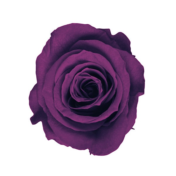 Florever ��ǥ����ʥ�����(8) �磻��ɥ����꡼