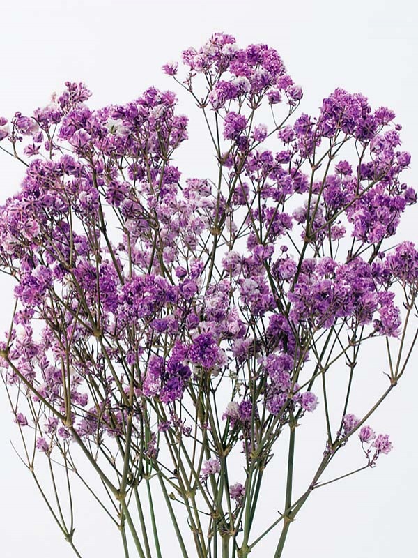 �������� ����ƥ������ץꥶ�������������饤��å�