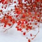 Florever ¥«¥¹¥ß¥½¥¦¡¡¥ì¥Ã¥É
