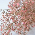 Florever ¥«¥¹¥ß¥½¥¦¡¡¥Ô¥ó¥¯