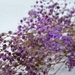 Florever ¥«¥¹¥ß¥½¥¦¡¡¥é¥¤¥é¥Ã¥¯