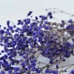 Florever ¥«¥¹¥ß¥½¥¦¡¡¥Ñ¡¼¥×¥ë