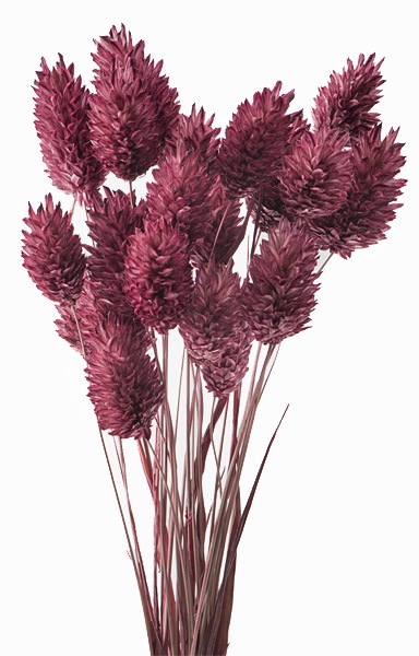 �������� �ݥ��ץ��� ���饷�å�����������