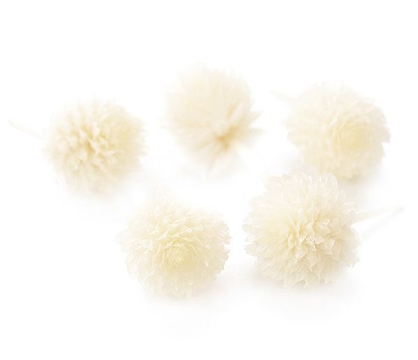 �������� �����Ȏ��ץꥶ���֥ɡ��إå� ��