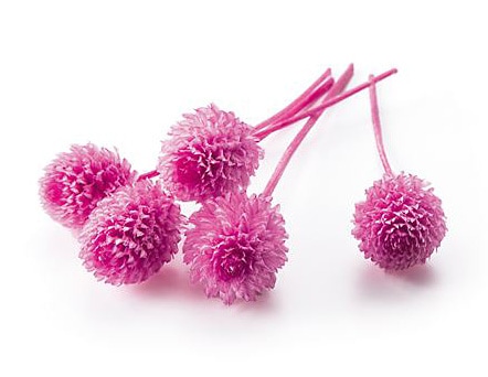 �������� �����Ȏ��ץꥶ���֥ɡ��إå� �ץ�󥻥��ԥ�