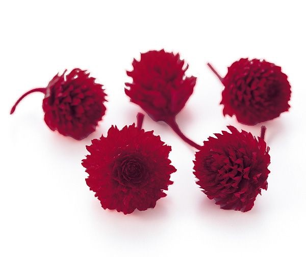 �������� �����Ȏ��ץꥶ���֥ɡ��إå� ��å�