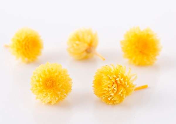 �������� �����Ȏ��ץꥶ���֥ɡ��إå� �ߥ⥶��������