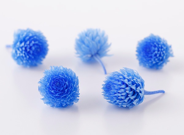 no.21906 にぎにぎし フローレンティナ ブルー 新品 大地農園