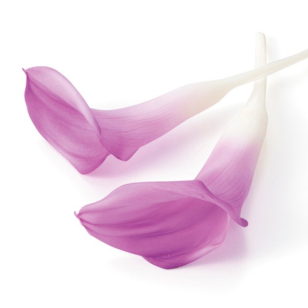 ��������. ���顼��꡼(5) �ۥ磻�ȥѡ��ץ�