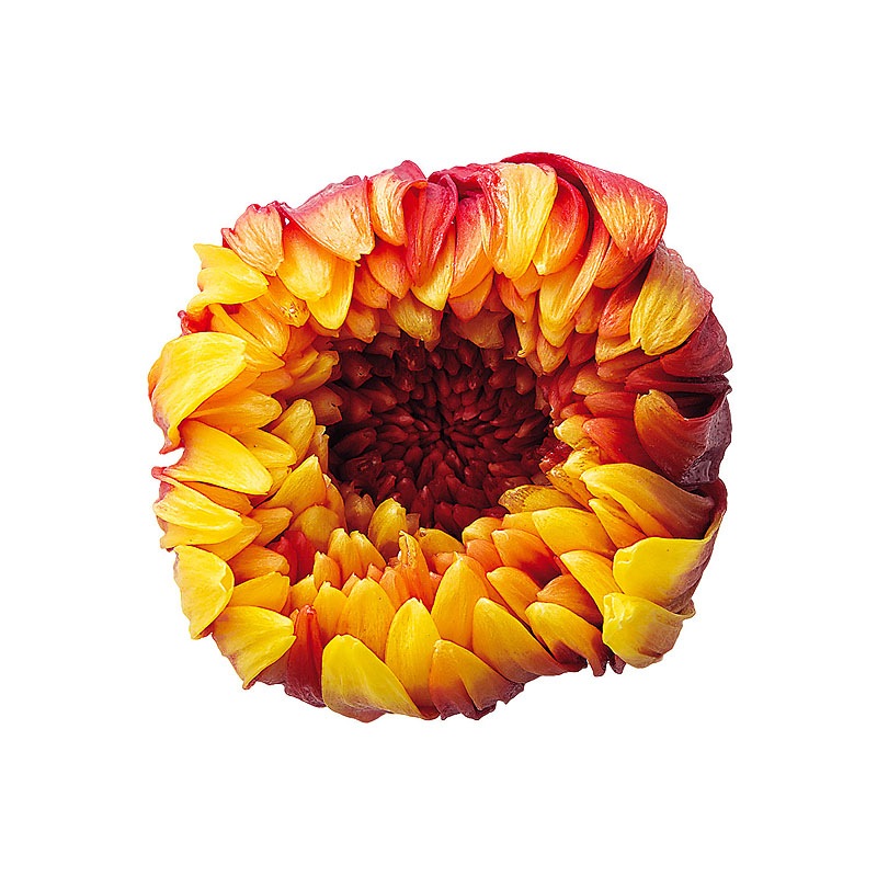 �������� �صƎ��ѥ�ե�(6) ���������磻��