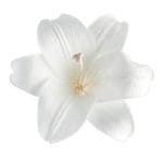 �������� �ץ��ۥ���3�� ��