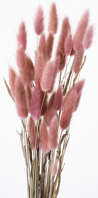 �������� �饰�饹 �ʥ�����ԥ󥯡���