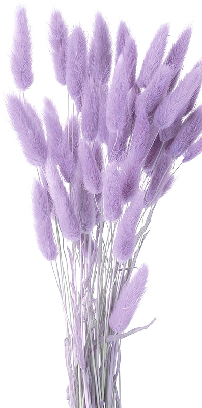 �������� �饰�饹 ���󥸥���ѡ��ץ롡