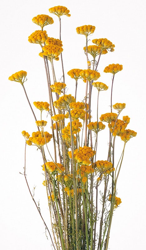 �������� �����ʥ� N