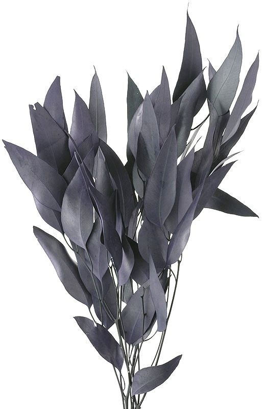 �������� ���������桼���� �֥롼���꡼��