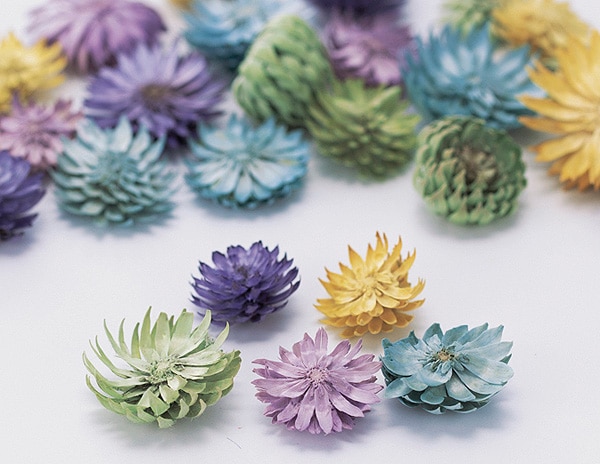 �������� ��������ե� �ѡ��ץ�ߥå���