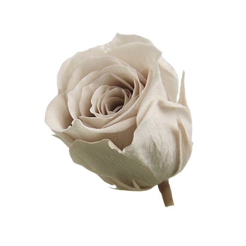 �������� �ӥӥ���(24) �ԥ󥯥١�����