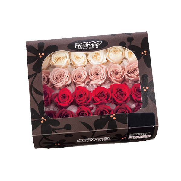 �������� ���������ӥӥ��󡦥��顼��������(4x6) ��åɥߥå���