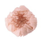 �������� �صƎ���(6) ���륭���ԥ�