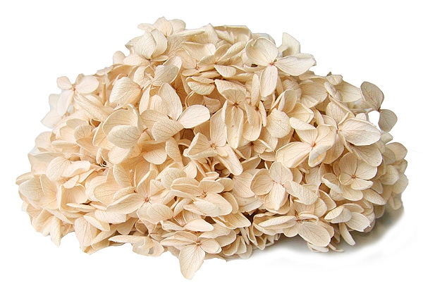 �������� �ԥ�ߥåɥ����������إå� �����ѥ�