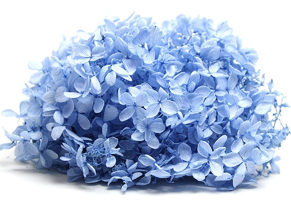 大地農園 ピラミッドアジサイ・ヘッド ライトブルー | プリザーブド