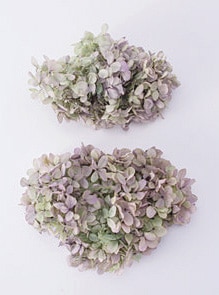 �������� �ԥ�ߥåɥ����������إå�(����ǡ�����󥫥顼) ���쥬�Υѡ��ץ�