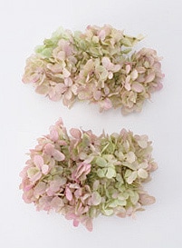 �������� �ԥ�ߥåɥ����������إå�(����ǡ�����󥫥顼) ���쥬�Υԥ�