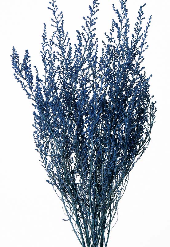 �������� ���ȡ��� �ѥ������֥롼