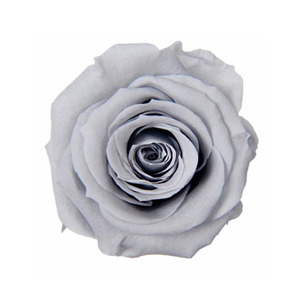 Florever ��ǥ����ʥ�����(8) ���륭�����졼