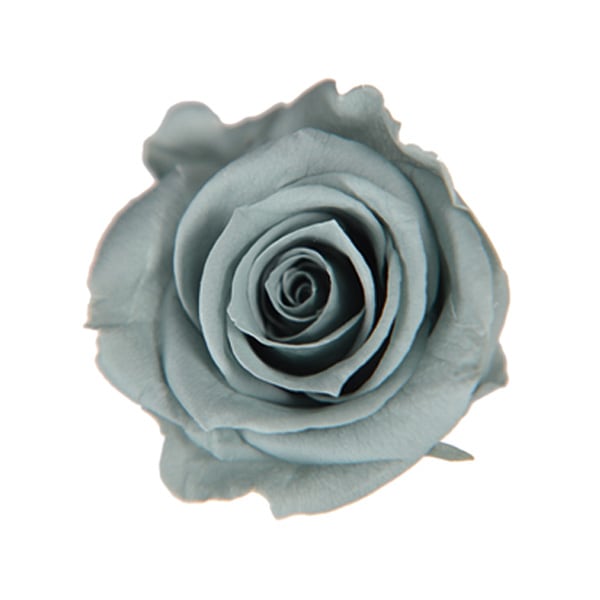 Florever ��ǥ����ʥ�����(8) �ߥ��ȥ��꡼��