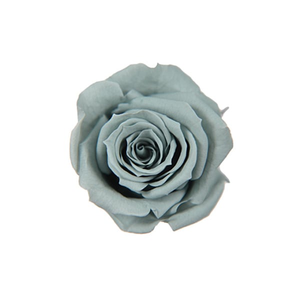 Florever ���ץ졼������(8) �ߥ��ȥ��꡼��