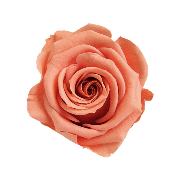 Florever ��ǥ����ʥ�����(8) �ե�ߥ󥴥����