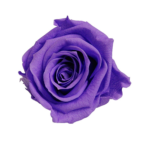 Florever ��ǥ����ʥ�����(8) ��������Х�����å�