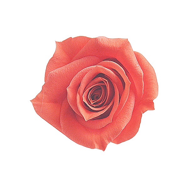 Florever ץ졼(8) եߥ󥴥