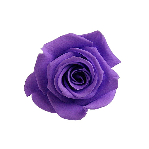 Florever ���ץ졼������(8) ��������Х�����å�