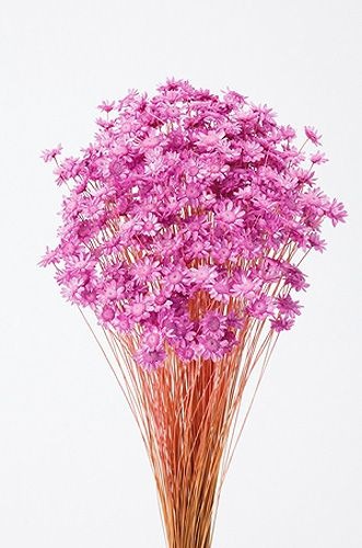 �������� �������ե����֥��å��� ���ȥ��٥꡼