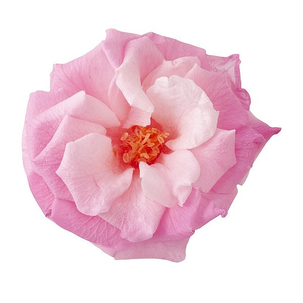 ��������. �ե����ޥꥢ��̡�����ǡ�������12�� �ԥ󥯥�����