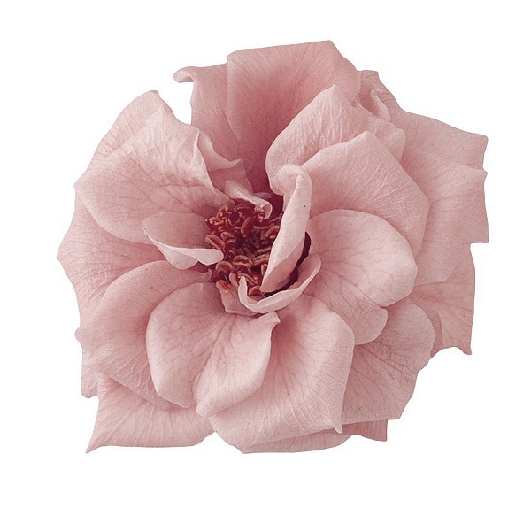 �������� �ե����ޥꥢ��̡�12�� �⡼�֥ԥ�