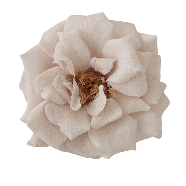 �������� �ե����ޥꥢ��̡�12�� �ԥ󥯥١�����