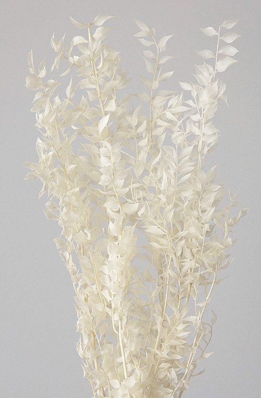 �������� �饹�������ץꥶ���֥� ���եۥ磻��