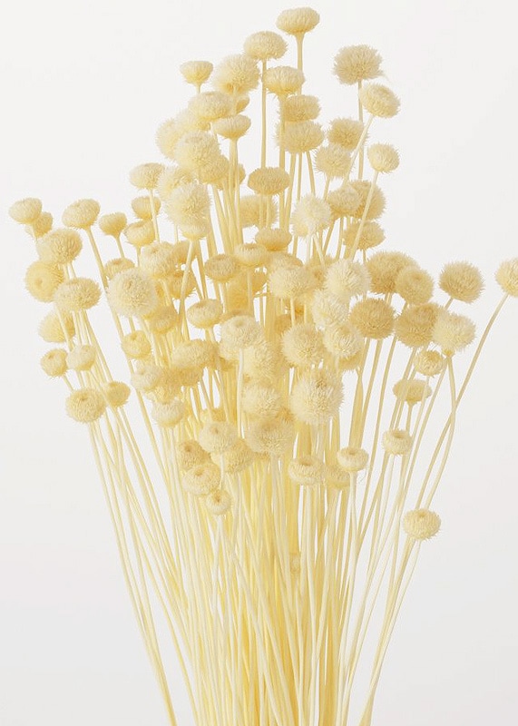 大地農園 アマレリーフラワー 白 | フラワー資材,木の実・フラワー素材