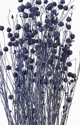 �������� ���ե� ���Х�ȥ֥롼