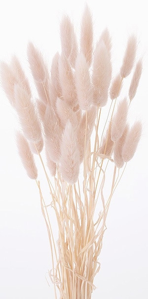 �������� �饰�饹 �ԥ󥯥١�����