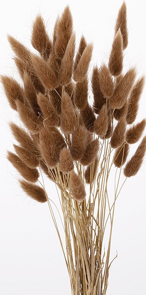 ��������. �饰�饹 �֥饦�󡡡���